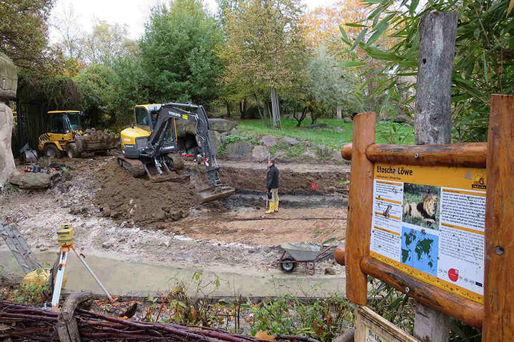 Bauarbeiter haben im Löwen-Außengehege damit begonnen, den Wassergraben zu
verbreitern.