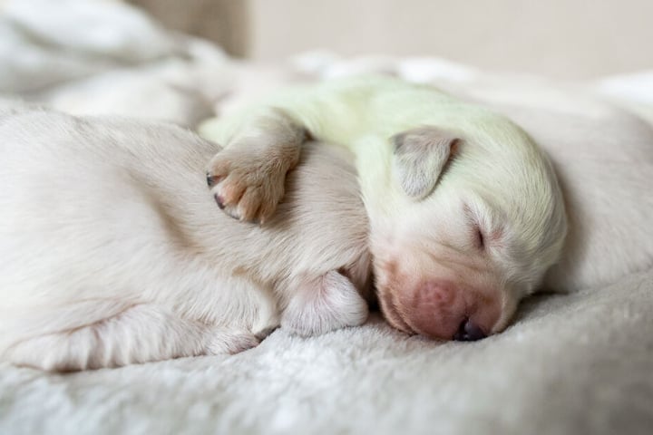 Der mintgrüne Golden-Retriever-Welpe "Mojito" schläft zwischen anderen Welpen.