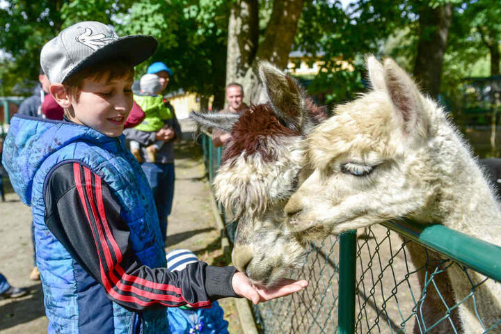 Elias (11) mag in Limbach besonders die Alpakas.