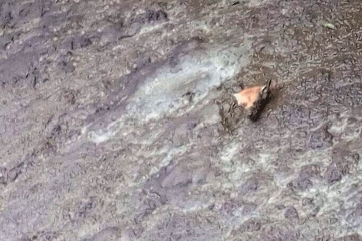 Das kleine Tier schwamm mitten in der Gülle umher.