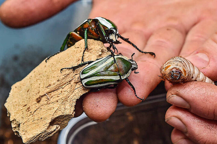 Ausgewachsene Rosenkäfer neben den Larven, die noch zu Käfern werden müssen.
