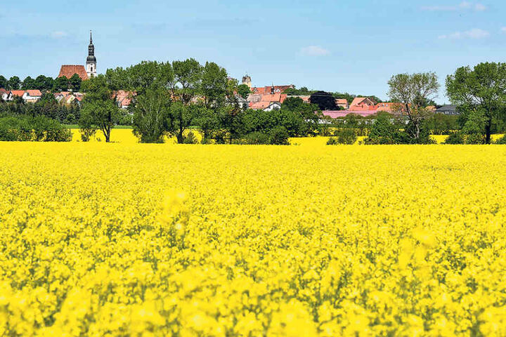 Ein Rapsfeld nördlich von Riesa:
Im Hintergrund ragt die Kirchturmspitze des Ortes Strehla in den Himmel.