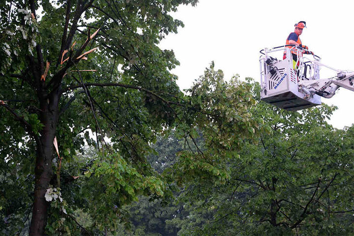Mit einer Drehleiter der Feuerwehr wurden die Kronen der betroffenen Linden bearbeitet.