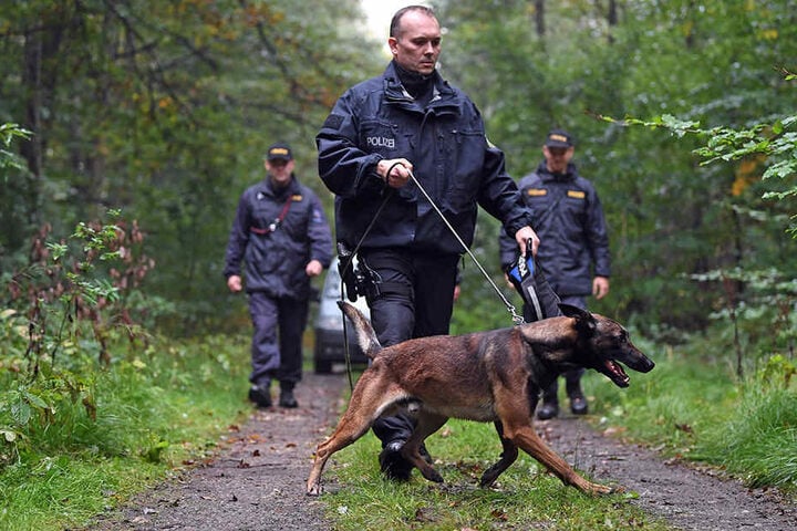 Der Bruder des Malinois: ein Belgischer Schäferhund. Hier bei einer Übung nahe Zwickau.