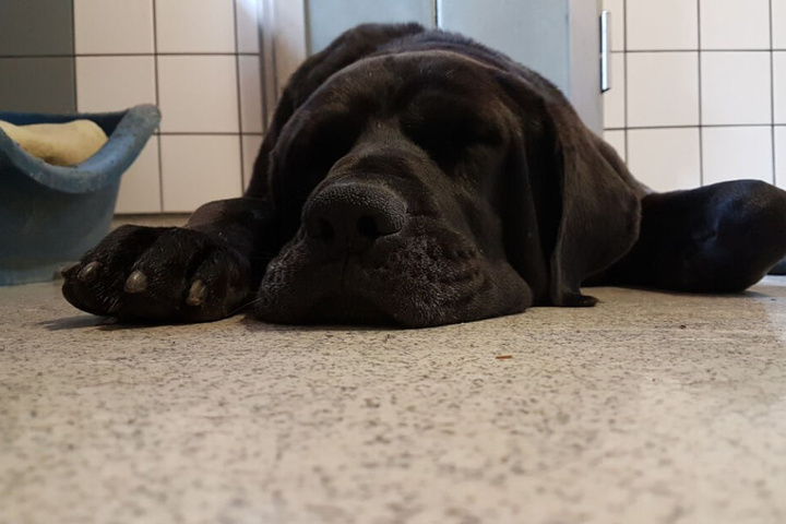 Retriever Sucht Neues Zuhause