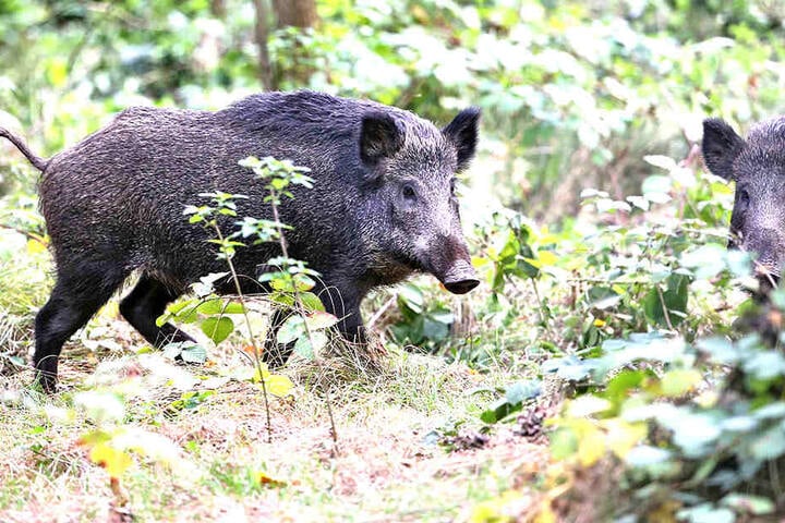 Schwarzkittel im Wald von Wermsdorf. Derzeit wird auf Sachsens Wildschweine besonders intensiv Jagd gemacht.Foto: dpa