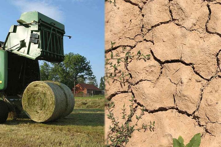 Nach dem Dürresommer sind Heuballen in Sachsen Mangelware.