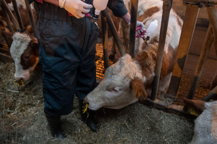 Eine Veterinärin impft ein Rind Ende Januar gegen die Blauzungenkrankheit.