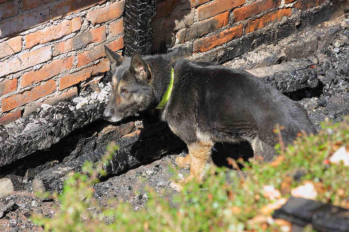 Spürhund Fee (8) war am Montag am
Brandort im Einsatz.