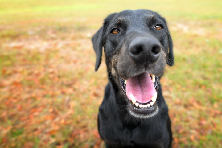 Der Labrador-Mix wurde brutal zu Tode geprügelt. (Symbolbild)