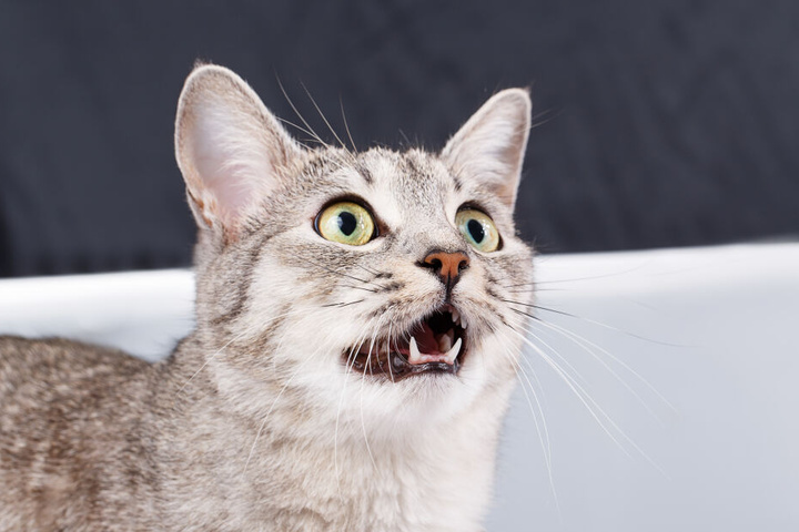Die schnatternde Katze fixiert ihre Beute.