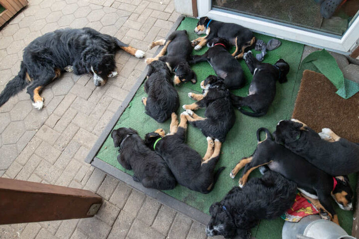 Die Labrador-Hündin samt ihrer Welpen.