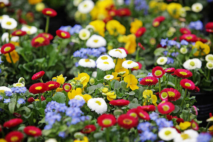 Gänseblümchen sind pflegeleicht und gut geeignet für Beete und Gefäße. Die beliebte Blume gibt es mit Blüten in Weiß, Pink oder Rot.
