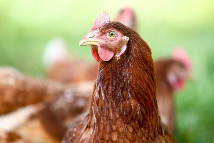 Bok bok bok - da staunt selbst das Huhn.