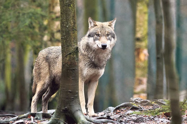 Wolfsmassaker in Sachsen: Der Sachsen-CDU ist der Wolf zu stark geschützt.