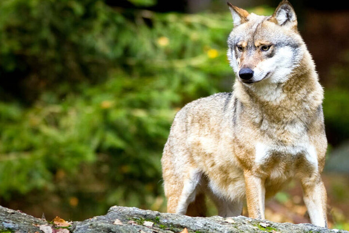 Der "Wolf-Aktionsplan" sieht vor, dass verhaltensauffällige Wölfe geschossen werden dürfen.