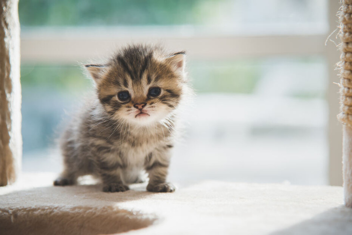 So süß: Perser Kitten entdeckt die Welt.