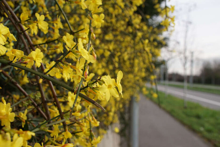 Nach den Wintermonaten endlich wieder etwas Farbe.