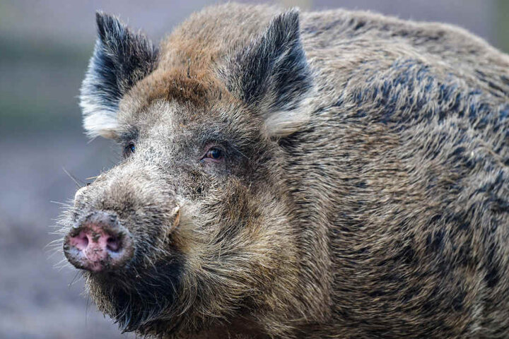 Wildschweine verbreiten die Afrikanische Schweinepest an Sachsens Grenzen.