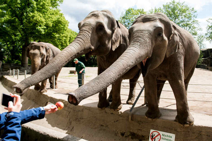 Auch heute ist Hagenbecks Tierpark ein beliebtes Ausflugsziel: Besucher füttern in Hagenbecks Tierpark Elefanten im Außengehege. Am 10.06.2019 wäre der 175. Geburtstag von Carl Hagenbeck, Gründer des Zoos, gewesen.