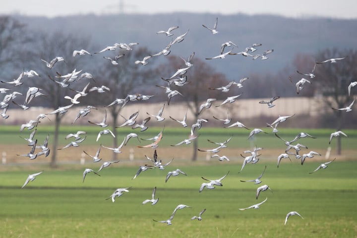 Der Angeklagte streute giftiges Futter auf seinem Feld aus, 20 Tauben starben daran. (Archivbild)