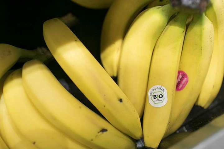 Ein unaufhaltsamer Pilz könnte unsere Bananen aussterben lassen.
