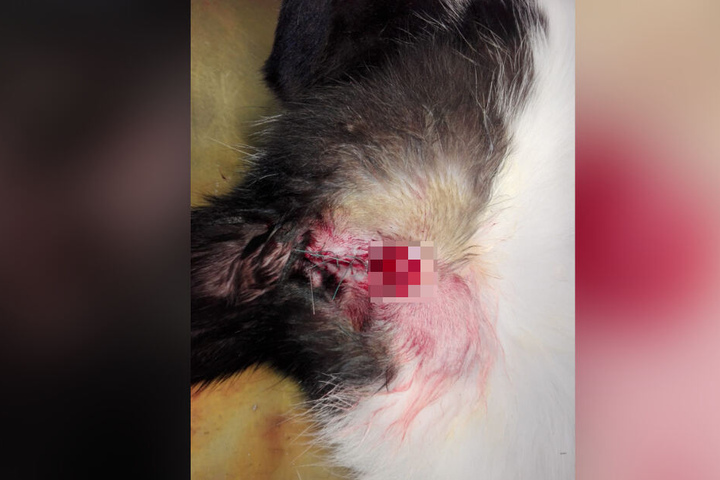 Nach der gescheiterten Kastration musste "Tobi" bereits eine Notoperation über sich ergehen lassen, bei der seine Hoden entfernt wurden.