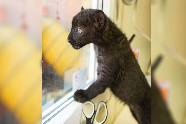 Neugierig schaut die schwarze Mini-Wildkatze aus dem Bürofenster.