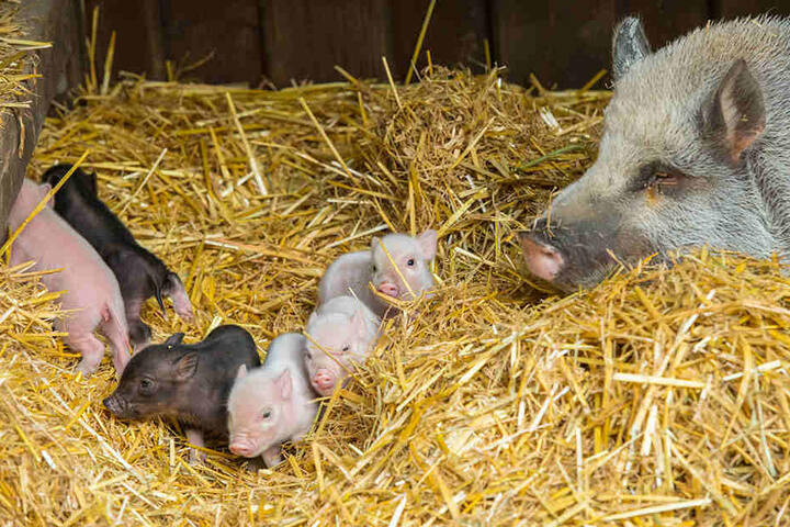 Zwei Jungs und fünf Mädels hat Minischwein Bambina (9) zur Welt gebracht.