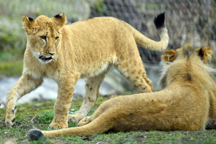 Insgesamt 886 Tiere leben im Zoo, darunter auch Löwen.