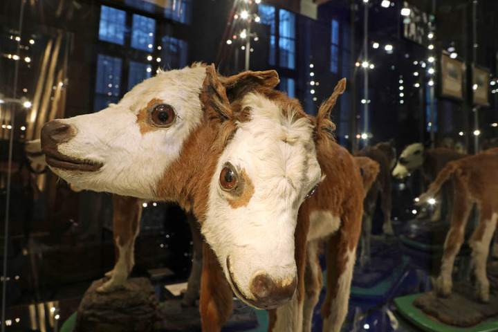 Das Kalb mit zwei Köpfen zählt zu den bekanntesten Stücken des Museums.