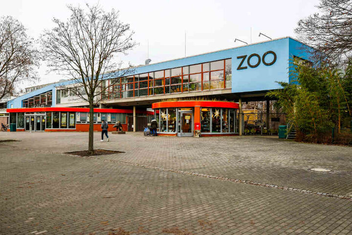 Der Dresdner Zoo gönnt Zuchtbulle Tembo seinen Weihnachtsurlaub.