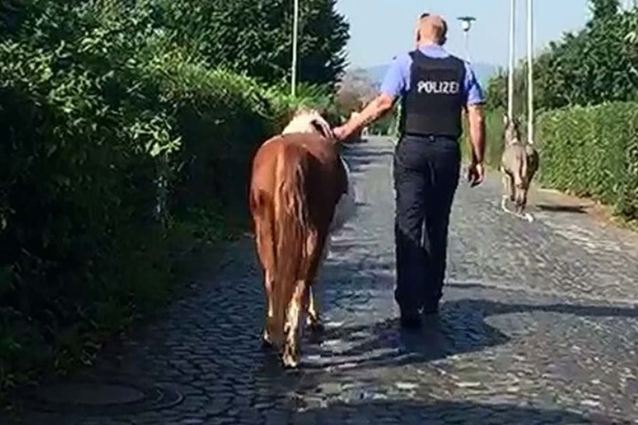 Der Polizist neben dem Pferd.