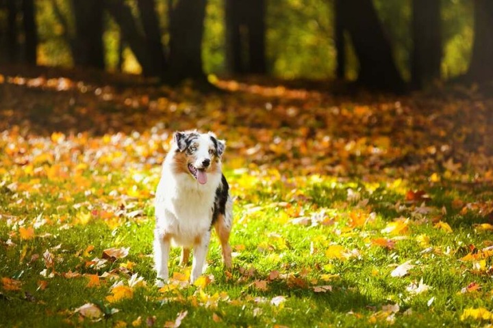 Ein Australian Shepherd. (Symbolbild)