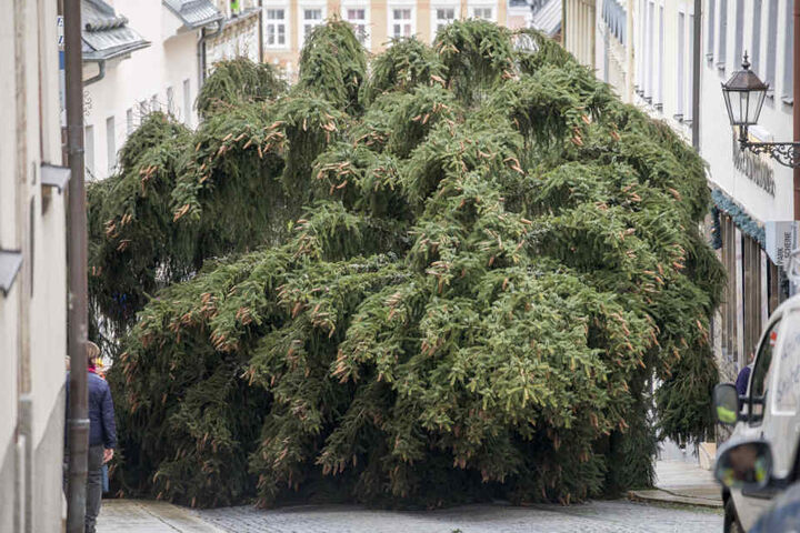 Da passt nicht mehr viel dazwischen: Die Fichte wird über die Große Kirchgasse zum Markt gebracht.