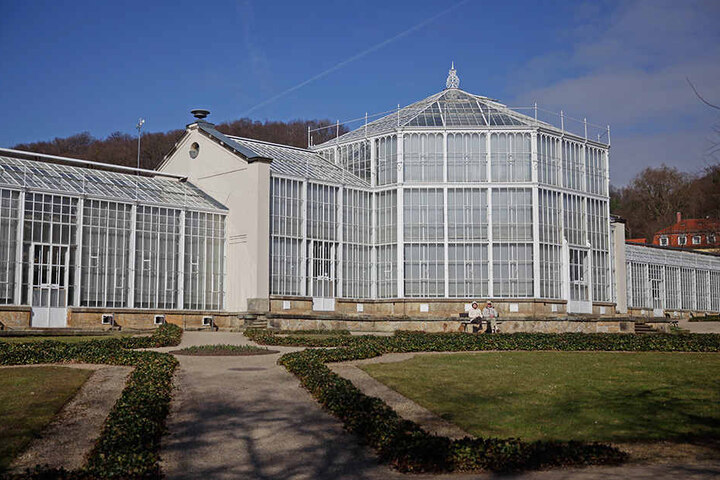 In altem Glanz: Das strahlend schöne Palmenhaus heute.
