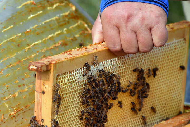 Vorsichtig öffnen der Imker einen Bienenstock und entnimmt eine Wabe. Bleibt der Deckel offen, können Seuchen eingetragen werden und das Volk geht zugrunde.
