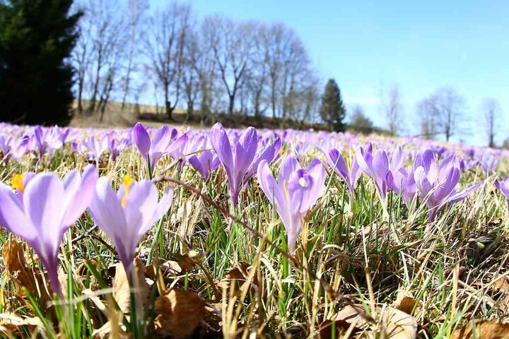 Bei frühsommerlichen Temperaturen sind in Drebach die Krokuswiesen zum größten Teil aufgeblüht.