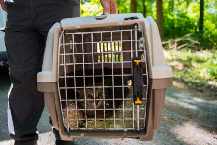 Manchmal müssen auch Wildkatzen in den Katzenkorb.