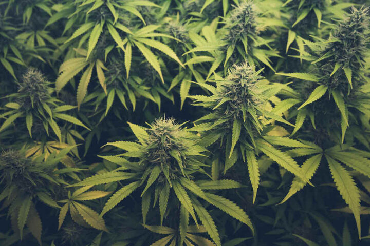 In der Wohnung fanden die Beamten eine Marihuana-Aufzuchtanlage. (Symbolbild)