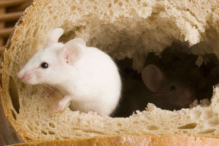 Käfer und Mäuse wurden in einer Backstube gefunden. (Symbolbild)