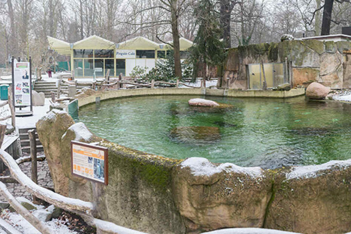 Verwaist ist auch die Anlage der Pinguine. Auch sie dürfen nicht in ihr
geliebtes Becken.