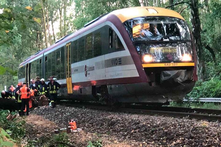 Ein zweistündiger Großeinsatz der Feuerwehr war die Folge des gekippten Baumes bei Pulsnitz.
