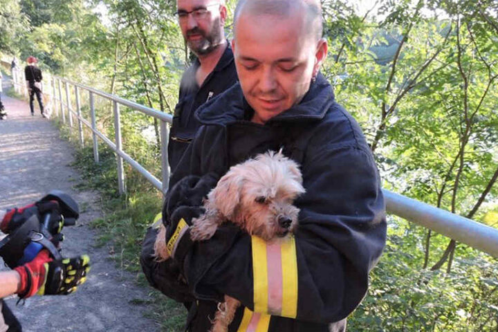 Nach über einer halben Stunde fanden die Kameraden der Freiwilligen Feuerwehr Grimma den kleinen Hund.