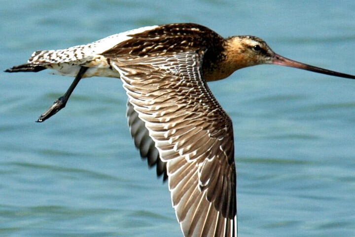 Der Lebensrhythmus vieler Tiere gerät aufgrund des Klimawandels durcheinander.