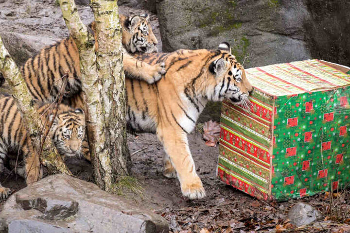 Mit seiner Mutter und seinen Geschwistern erkundigte Vitali die Nikolausgeschenke. (Archivfoto)
