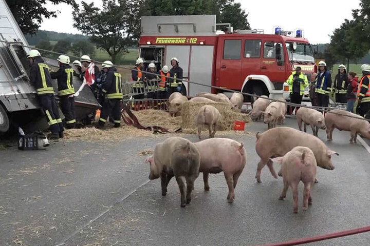 Die Feuerwehr verwandelt die Fahrbahn kurzerhand in einen Outdoor-Schweinestall.