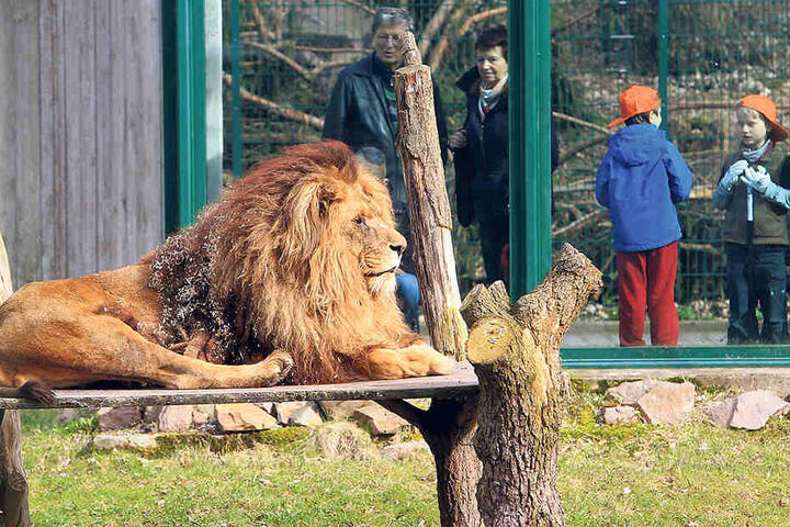 Frühjahrsputz im Tierpark: Keiner
traute sich, Löwe Malik zu kämmen.