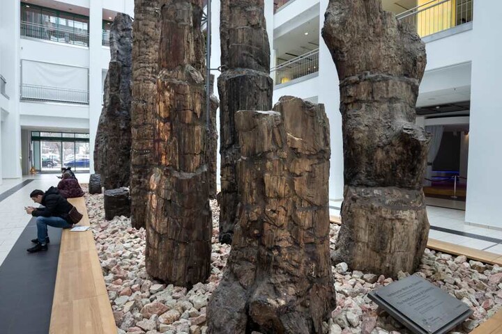 Die Ausstellung rund um den Versteinerten Wald wird bald in neuer Form präsentiert.