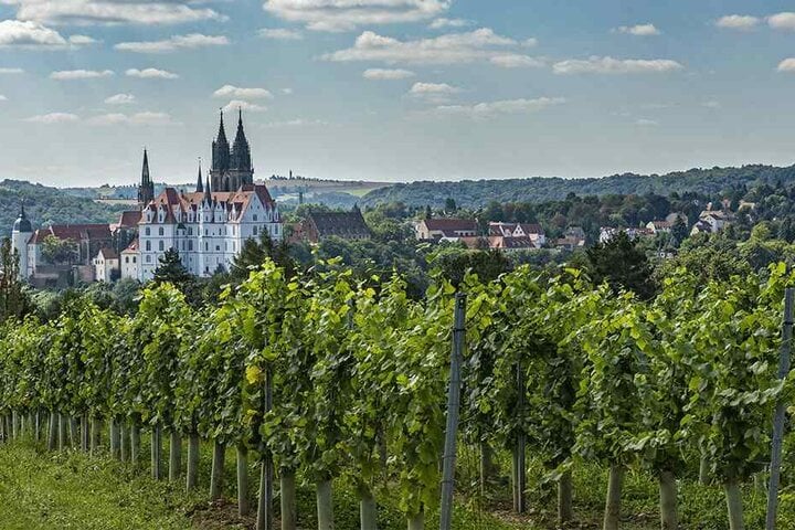 Imposanter Blick von den rechtselbischen Rebzeilen auf die Albrechtsburg. Die meisten Weinflächen hier gehören Prinz zur Lippe, er verpachtet an die neue "Weingesellschaft Meißen".